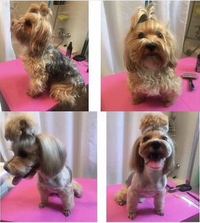 Груминг собак и кошек