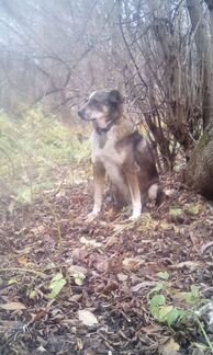 Замечательная собака в добрые руки