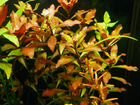 Живые растения для аквариума объявление продам