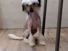Китайская хохлатая голый щенок