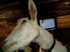 Молодая дойная зоанинская коза объявление продам