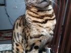 Бенгальская кот вязка