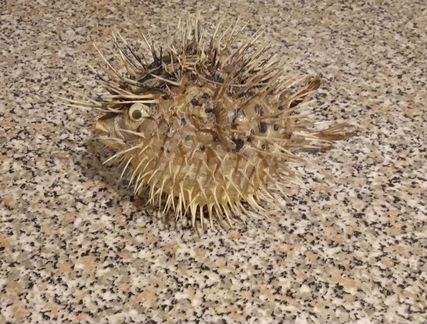 Сувенир Морской еж