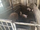 Продается ферма свиньи и коровы 6 штук объявление продам