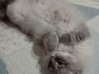 Невский маскарадный кот Бесплатно объявление продам