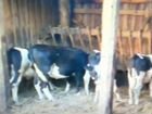Стадо коров объявление продам