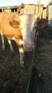 Корова с телком - фотография № 3
