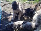 Кавказская овчарка щенки объявление продам