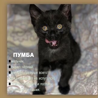Отдадим котенка в добрые руки