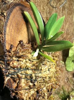 Орхидея Asco. Pusillum