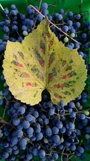 Купить Амурский виноград, Ягодную живую изгородь