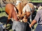Коровы бараны яркий объявление продам
