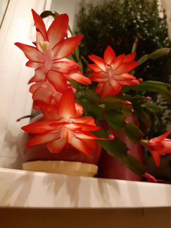 Комнатные цветы: рипсалидопсис, декабрист, каланхо