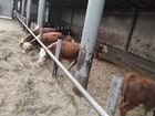 Телочки, бычки и стельные коровы