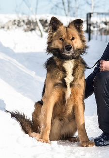 Метис немецкой овчарки спокойный пушистый умница