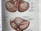 Атлас анатомии человека Билич 2 том объявление продам