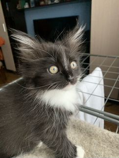 Кошечка 2месяца,метисочка с ангельским характером