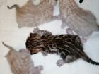 Снежные бенгальские котята минкс объявление продам