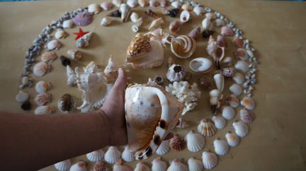 Продаю комплект красивых ракушек