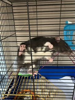 Крысенок с клеткой