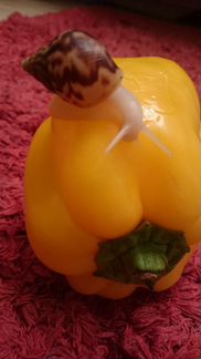 Улитки Ахатина Ретикулята Альбино