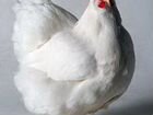 Продам бройлерных цыплят порода Арбор айкрес