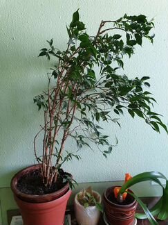 Фикус Бенджамина