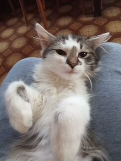 Котенок Банда 3 мес