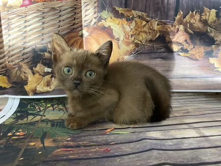 Бурманская кошечка Виола