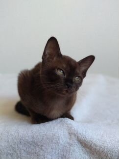 Бурманские котята