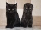 Британские и Шотландские котята объявление продам